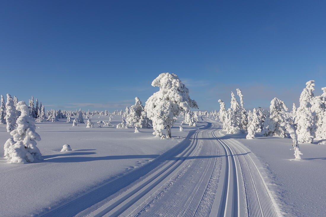 Skiløype i vinterlandskap med snødekte trær 