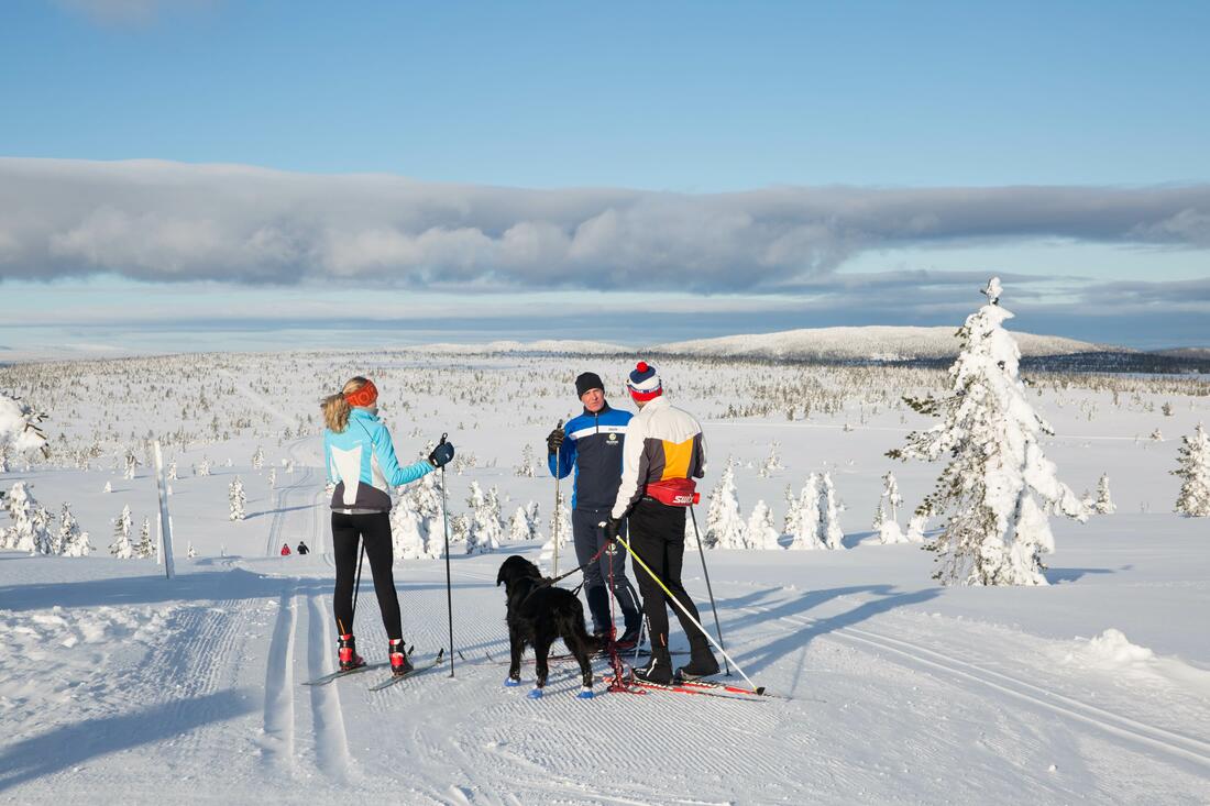 tre skiløpere og en hund i skiløype på skogsvidde